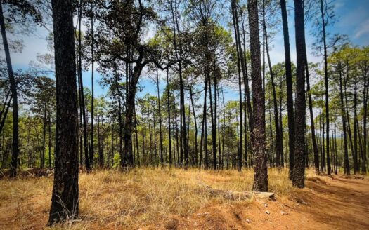Reserva la gran cascada