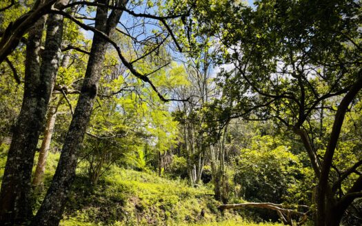 Vista Al Lago en Valle de Bravo, Ideal Para Desarrollo Habitacional